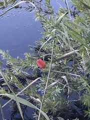 Melaleuca viminalis viminalis