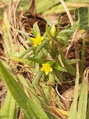 Pectis brevipedunculata