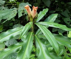 Costus guanaiensis tarmicus