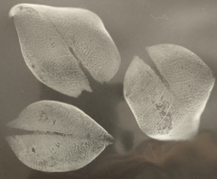 Exobasidium camelliae