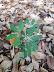 Fabaceae