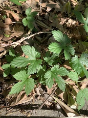Humulus lupulus