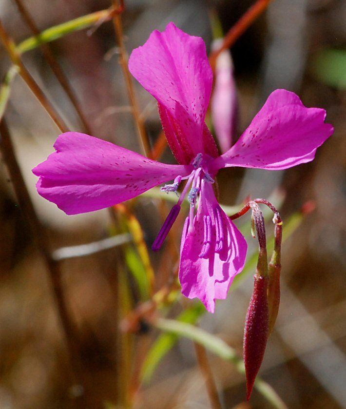 Clarkia lingulata