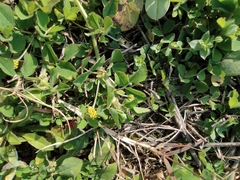 Medicago lupulina