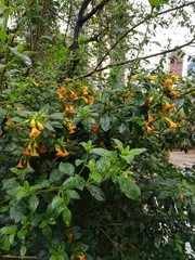 Streptosolen jamesonii