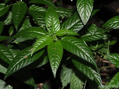 Mercurialis leiocarpa