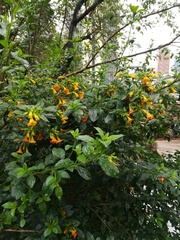 Streptosolen jamesonii