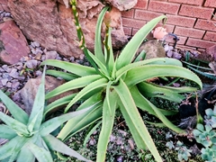 Aloe vanbalenii