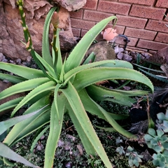 Aloe vanbalenii