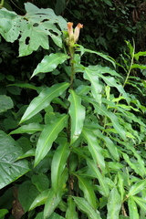 Costus guanaiensis tarmicus