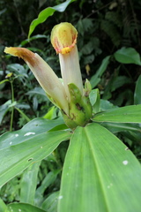 Costus guanaiensis tarmicus