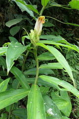 Costus guanaiensis tarmicus