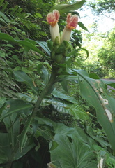 Costus guanaiensis tarmicus
