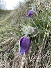 Pulsatilla vulgaris