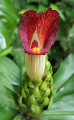 Costus guanaiensis tarmicus