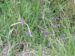 Viola etrusca