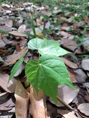 Angiospermae