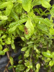 Trigona chanchamayoensis