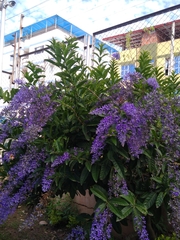 Petrea volubilis
