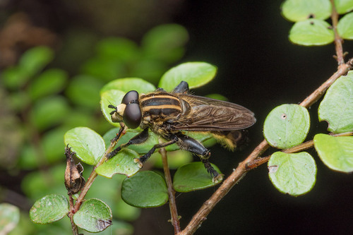 Orthoprosopa bilineata (Walker, 1849)