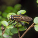 Striped Flower Fly - Photo (c) Pete McGregor, some rights reserved (CC BY-NC-ND), uploaded by Pete McGregor