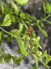 Trigona chanchamayoensis
