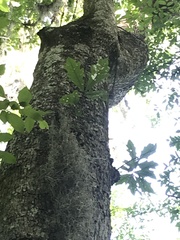 Quercus austrina
