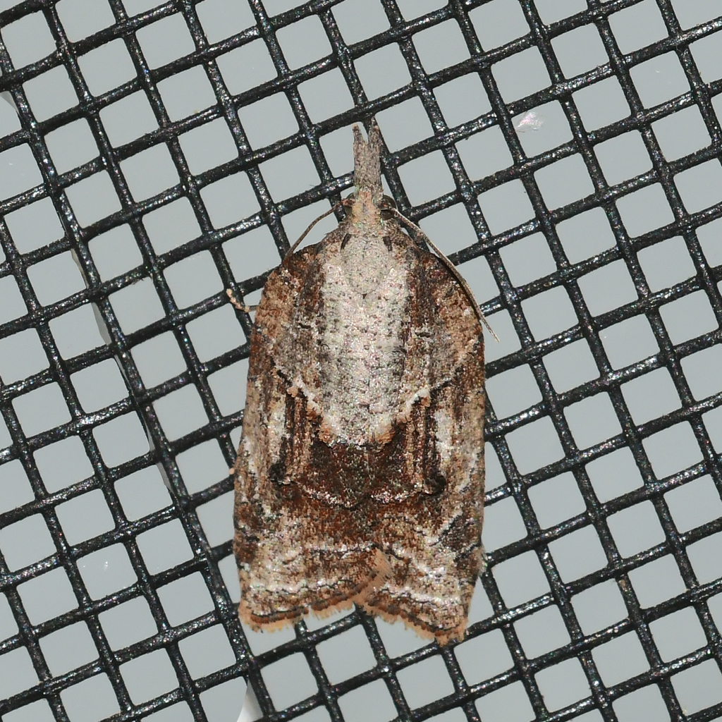 Tufted Apple Bud Moth