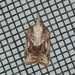 Tufted Apple Bud Moth - Photo (c) Royal Tyler, some rights reserved (CC BY-NC-SA), uploaded by Royal Tyler