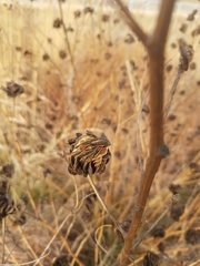Desmanthus illinoensis
