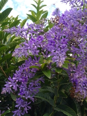 Petrea volubilis