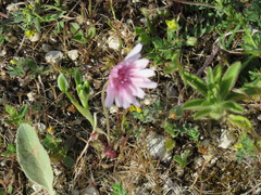 Crepis rubra