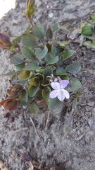 Viola rupestris