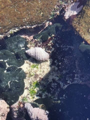 Nucella dubia