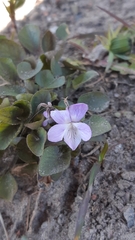 Viola rupestris