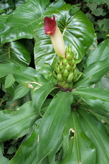 Costus guanaiensis tarmicus