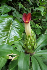 Costus guanaiensis tarmicus