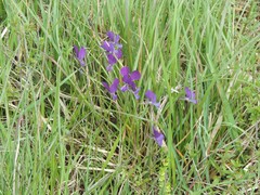 Viola etrusca