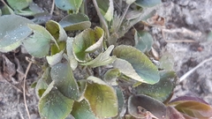 Viola rupestris