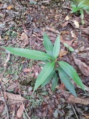 Magnoliopsida
