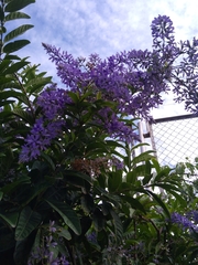 Petrea volubilis