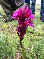 Anacamptis papilionacea grandiflora