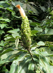 Costus guanaiensis tarmicus