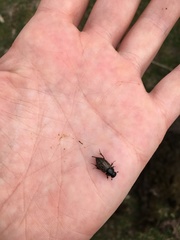 Acrossus luridus