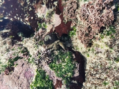 Diogenes brevirostris