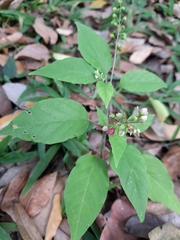 Rivina humilis
