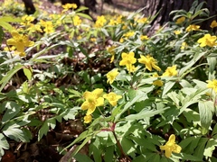 Anemonoides ranunculoides
