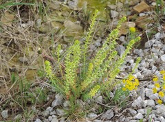 Cruciata glabra