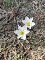 Zephyranthes simpsonii