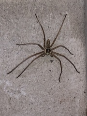 Heteropoda venatoria